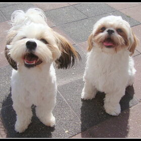 Sammy & Deva