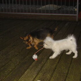 Hondenfoto van  Marleen & Bo & Snufke+
