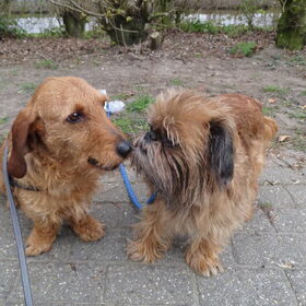 Brando en Kobus