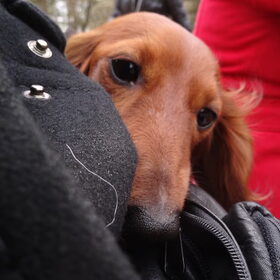 15-04-2012 Lieve Yuki is aan het schooien