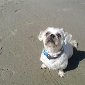 strand,, net zoals de andere foto"s met een grijs achtige vloer…