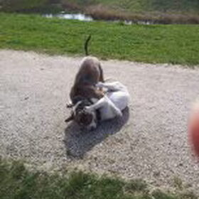 Hondenfoto van Debbie & Denzel
