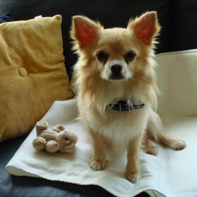 Hier is Toby, hier heb ik hem net een dag. Vind het zelf een…
