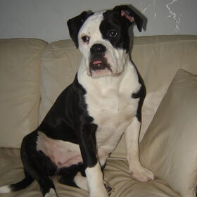 dit Boedha..old english Bulldog 7maanden