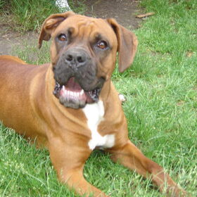 Dit is Donna..Boxer 1jaar