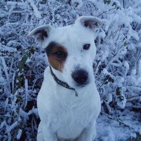 Mooiste foto ooit gemaakt van Ziko, lekker in de sneeuw. Ziko…