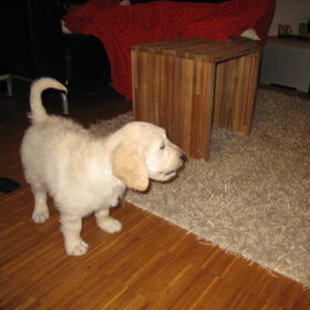 Yamin als pup