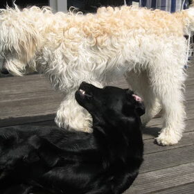 Yamin als pup