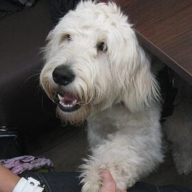 Yamin als pup