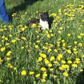 Hondenfoto van marjan & roxy
