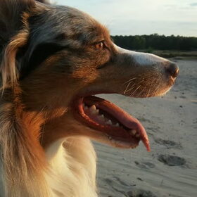 Hondenfoto van Amber & Lootah