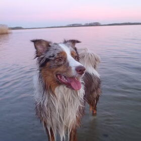 Hondenfoto van Amber & Lootah