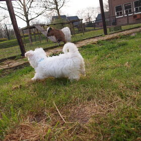 Hondenfoto van Inge, baasje van Gina, Flynn en Wobbe