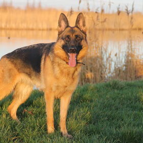 Hondenfoto van jolanda 