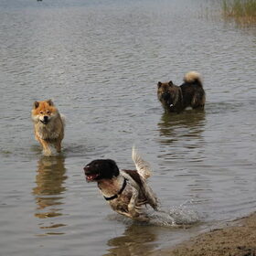 water..... het liefst wat ons drietal doet is spelen rennen en…
