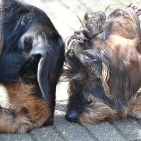 Samen op mierenjacht