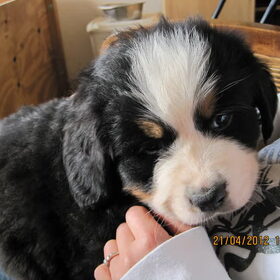 Onze nieuwe pup Diesel