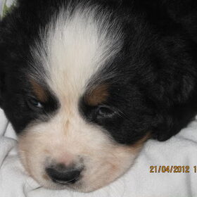 Onze Diesel