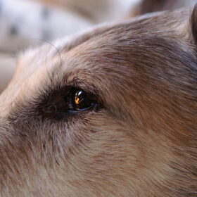 Hier nog een close-up van Buster....Mijn favorietje forever!!