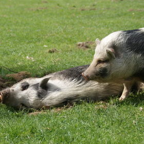 Blije varkens!Dit zijn onze minivarkens Wilma en Clodette