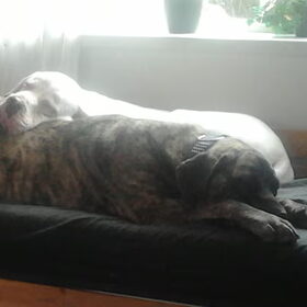 Hondenfoto van José • Rover 