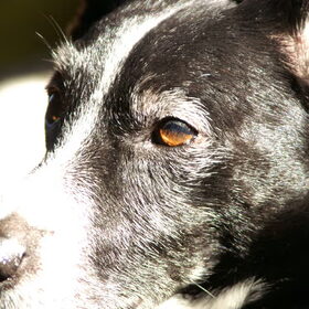 Onze ouwe sok "Flos"
