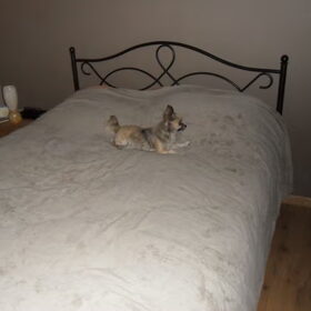 mizka op het bed