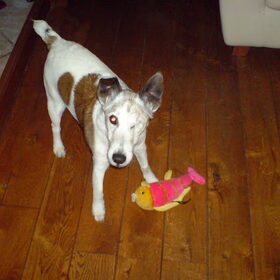 Buster met zijn ene oogje....samen met zijn knuffelvis....Alle…