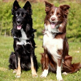 Hondenfoto van Bernadet- Dhani-Shasta.