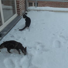 Bie en Nuka in de sneeuw