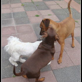Sammy, Camila en Cooper spelen