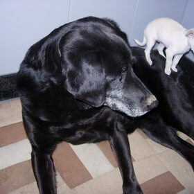 Hondenfoto van Chloë met Luna & Fieke