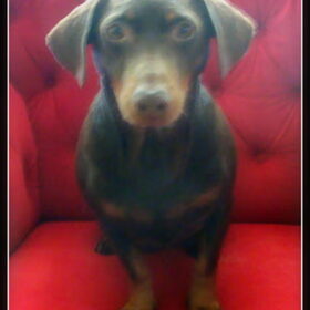 Prinsesje