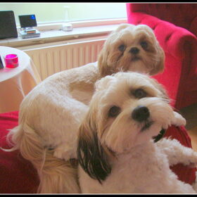 Sammy en Deva