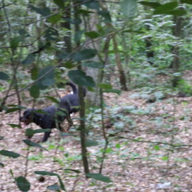 Bailey en Jaro in de bossen van Boxmeer