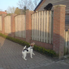 Oei....Wat ziet mijn oog daar...Een poesje!!