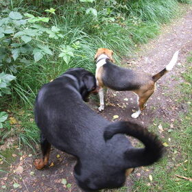 Bailey met Jaro