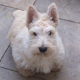 Dit is Macfie ,een Blonde schotse terrier van 3 maanden.