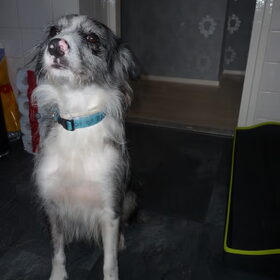 Hondenfoto van Pamela en Dazzle en Gentle
