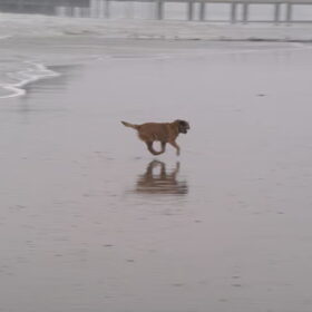 hij leeft zich uit op het strand!!!
