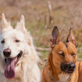 Hondenfoto van Hetty & Skipper