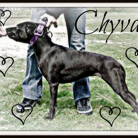 Hondenfoto van priscilla & C.S.C
