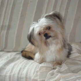 Dribbeltje met koppie scheef :)
