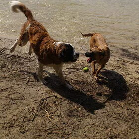 wat een agressieve honden! Warandevijvers