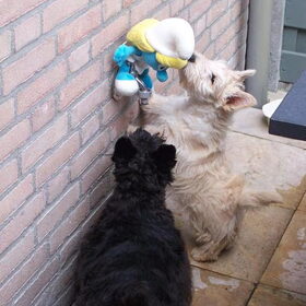 Macfie samen met zijn vriend floortje een zwarte schotse terrier