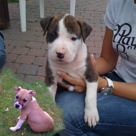 Het donker bruintje is onze toekomstige puppy, links vanonder…