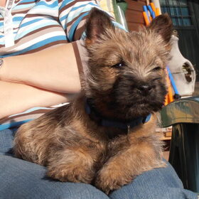 Hondenfoto van Marlies