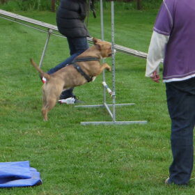Hoog sprong