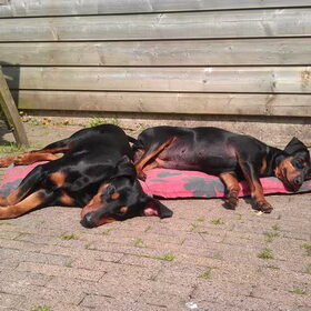 Hondenfoto van Veronique, Hugo, Jay-Dee & Mandy