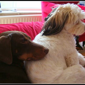 Lief